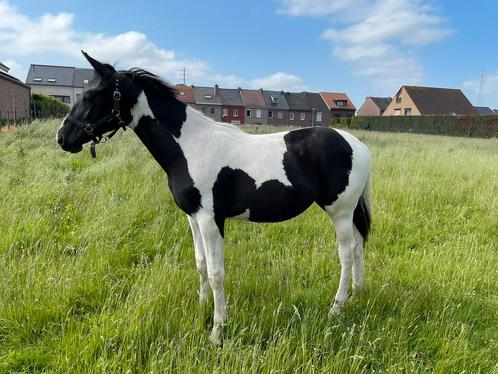 3 jarige merrie, Dieren en Toebehoren, Paarden, Merrie, Onbeleerd, 165 tot 170 cm, 3 tot 6 jaar, Springpaard, Met stamboom, Gechipt