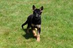 Duitse Herder pup te koop (teefje), Dieren en Toebehoren, Honden | Herdershonden en Veedrijvers, België, CDV (hondenziekte), 8 tot 15 weken