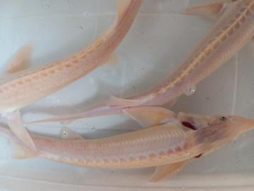 Esturgeons albinos 35/40 cm