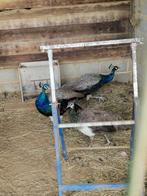 Paon de l année 2024, Juin, Femelle