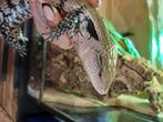 Blauwtong skink met alle toebehoren, 3 tot 6 jaar