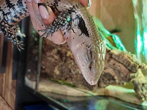 Blauwtong skink met alle toebehoren, Dieren en Toebehoren, Reptielen en Amfibieën, 3 tot 6 jaar