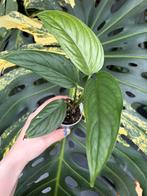 Monstera obliqua Esmeraldas, Enlèvement ou Envoi