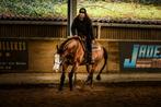 AQHA hengst ter dekking, Animaux & Accessoires, Chevaux & Poneys | Étalons & Juments poulinières, Étalon