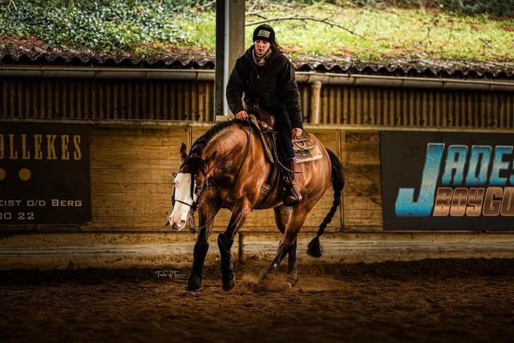 AQHA hengst ter dekking, Animaux & Accessoires, Chevaux & Poneys | Étalons & Juments poulinières, Étalon