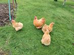 Orpington Buff 3 Hennen en een Haan, Dieren en Toebehoren, Pluimvee, Meerdere dieren, Kip