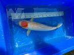 Japanse Koi - Tancho - 49cm, Dieren en Toebehoren, Vissen | Vijvervissen, Karper of Koi