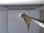 Groenvinken zeer grote vogels, Dieren en Toebehoren, Vogels | Kanaries