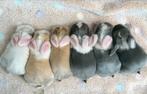 Baby konijnen, nhd konijnen, Klein, Meerdere dieren, 0 tot 2 jaar, Hangoor