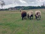 Ooi- en ramlammeren ideaal voor de dek, Dieren en Toebehoren, Schapen, Geiten en Varkens, Meerdere dieren, Schaap, 0 tot 2 jaar