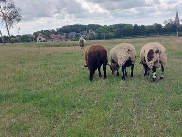 Ooi- en ramlammeren ideaal voor de dek, Plusieurs animaux, Mouton, 0 à 2 ans