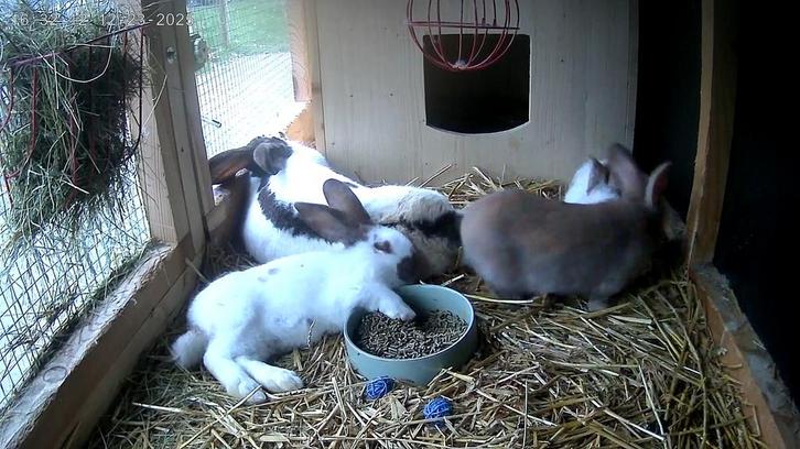 Reuze vlinders ( groot lotharinger ), Animaux & Accessoires, Lapins, Grand, Plusieurs animaux, 0 à 2 ans