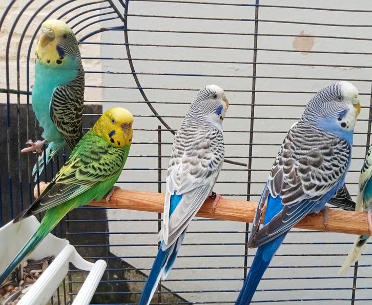 Een paar parkieten, Dieren en Toebehoren, Vogels | Parkieten en Papegaaien, Parkiet, Meerdere dieren