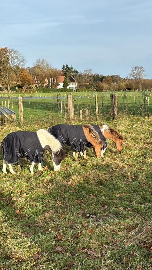 3 hengsten, Dieren en Toebehoren, Paarden en Pony's | Overige Paardenspullen, Zo goed als nieuw, Ophalen of Verzenden