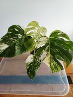Monstera albo variegata, Ophalen of Verzenden