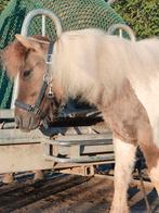 Grullo hengst 1 jaar  nsps papier grote maat!, Dieren en Toebehoren, Gechipt, 0 tot 2 jaar, Hengst, A pony (tot 1.17m)