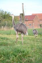 Nandoe kuikens, Dieren en Toebehoren, Pluimvee, Meerdere dieren, Overige soorten