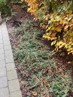 Gratis Lonicera Nitida Maigrun, Tuin en Terras, Ophalen