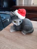 Kerst kat beeldje, Ophalen