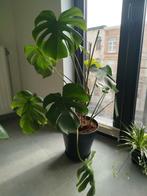 Big Monstera plant, Ophalen