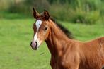 Top kwalitatief hengstenveulen, Springpaard, 0 tot 2 jaar, Hengst, 170 tot 175 cm