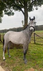 Jonge Connemara pony, Dieren en Toebehoren, Pony's, Ruin, Onbeleerd, Met stamboom