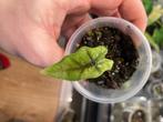 Alocasia Jacklyn, Huis en Inrichting, Kamerplanten, Overige soorten, In pot, Minder dan 100 cm, Groene kamerplant