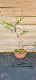 Bonsai. Den. Pinus., Tuin en Terras, Planten | Bomen, Ophalen