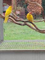 Kakariki Geel, Plusieurs animaux, Perruche, Bagué