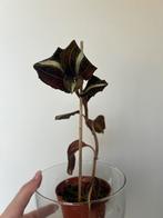 Jewel orchid - anoectochilus leyli, Huis en Inrichting, Ophalen