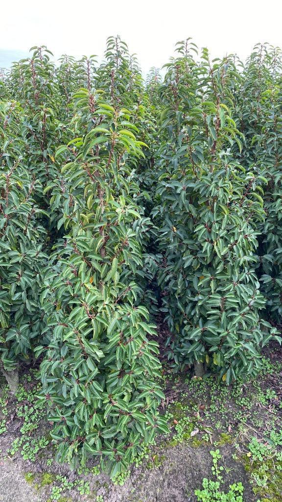 Prunus lusitanica Angustifolia, Tuin en Terras, Planten | Struiken en Hagen, Struik, Laurier, Ophalen of Verzenden