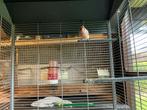 Rode harelkijn van 2025, Dieren en Toebehoren, Vogels | Kanaries, Kleurkanarie
