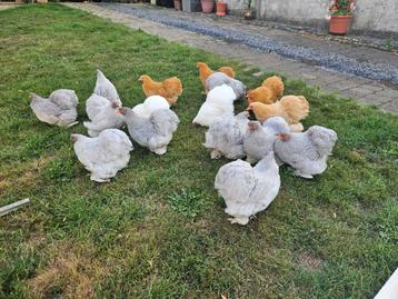 Prachtige Jonge Cochinkrielen 2025 , Handtamme Kipjes beschikbaar voor biedingen