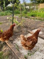 4 legkippen te koop, Dieren en Toebehoren, Vrouwelijk, Kip