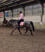 Zangersheide ruin ., Animaux & Accessoires, Chevaux, Hongre, Z