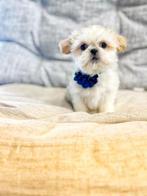 Belgisch shih-tzu pups te koop, Dieren en Toebehoren, Honden | Chihuahua's en Gezelschapshonden, CDV (hondenziekte), 8 tot 15 weken