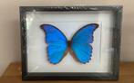 Ingelijste blauwe MORPHO vlinder, NIEUW, Verzamelen, Dierenverzamelingen, Ophalen of Verzenden, Nieuw, Insect, Opgezet dier