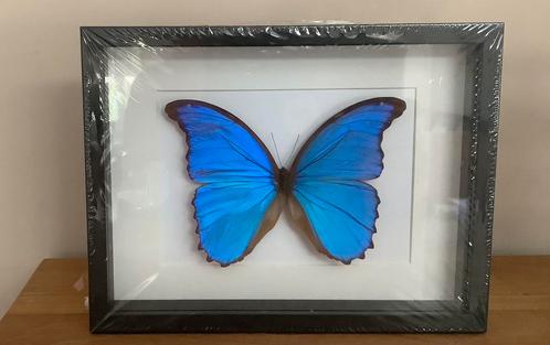 Ingelijste blauwe MORPHO vlinder, NIEUW, Verzamelen, Dierenverzamelingen, Nieuw, Opgezet dier, Insect, Ophalen of Verzenden
