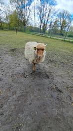 Ouessant ooi met ramlam, Mouton, Plusieurs animaux, 0 à 2 ans