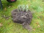 Planten, Tuin en Terras, Vaste plant, Halfschaduw, Zomer, Ophalen