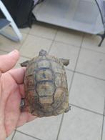 Vrouwelijke schildpad Gracea van +-5 jaar, Dieren en Toebehoren, Schildpad, 3 tot 6 jaar