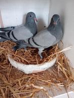 15 jeunes oiseaux 2026 ! ! ! !, Pigeon voyageur