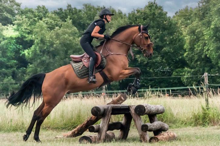 Enthousiaste bijrijder gezocht, Dieren en Toebehoren, Paarden, Ruin, 160 tot 165 cm, 7 tot 10 jaar, Springpaard, Met stamboom