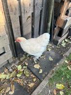 Brahma Lemon Pyle hen, Dieren en Toebehoren, Pluimvee, Vrouwelijk, Kip
