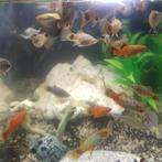 Platy vissen  volwassen, Dieren en Toebehoren, Vissen | Aquariumvissen