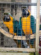 Kweekkoppels blauw gele ara's, Dieren en Toebehoren, Vogels | Parkieten en Papegaaien, Papegaai, Meerdere dieren, Geringd