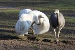 kweekrijpe witte nandoe haan, Dieren en Toebehoren