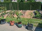 Avocado plant, Tuin en Terras, Ophalen