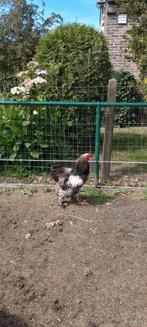Te koop: brahma haan +1 jaar oud