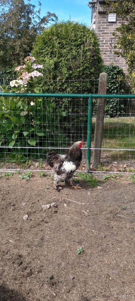 Te koop: brahma haan +1 jaar oud, Dieren en Toebehoren, Pluimvee